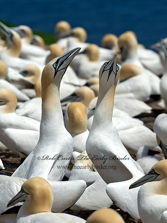 Morus bassanus  NORTHERN GANNET 9034942z