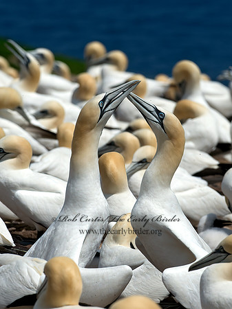 Morus bassanus  NORTHERN GANNET 9034946z