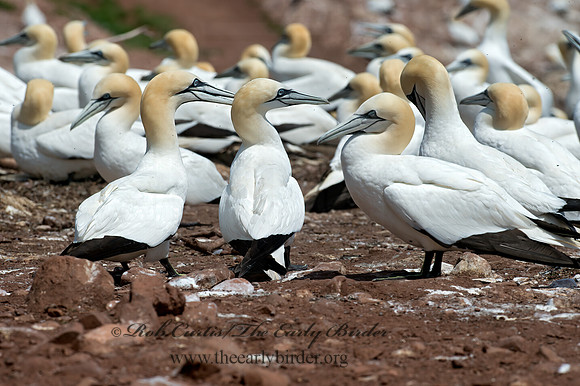 Morus bassanus  NORTHERN GANNET 9034890z