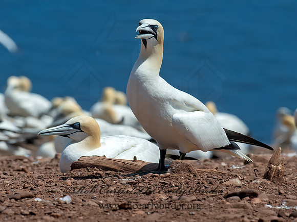 Morus bassanus  NORTHERN GANNET 9034989z