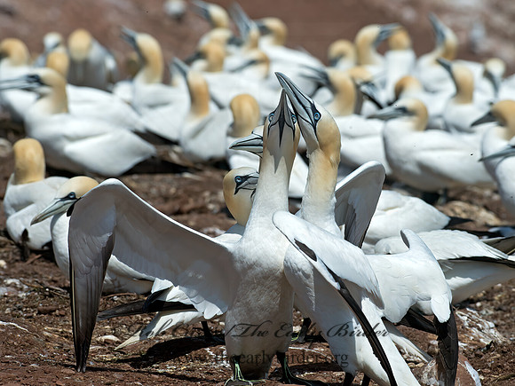 Morus bassanus  NORTHERN GANNET 9035006z