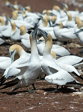 Morus bassanus  NORTHERN GANNET 9035010z