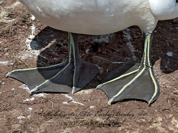 Morus bassanus  NORTHERN GANNET 9035025z