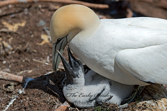 Morus bassanus  NORTHERN GANNET 9035022z