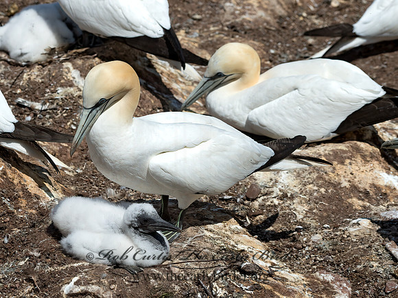 Morus bassanus  NORTHERN GANNET 9035035z