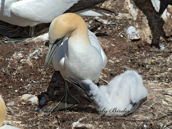 Morus bassanus  NORTHERN GANNET 9035050z