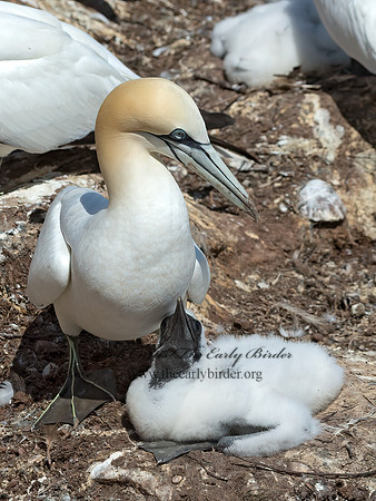 Morus bassanus  NORTHERN GANNET 9035055z