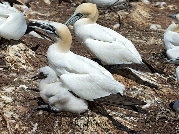 Morus bassanus  NORTHERN GANNET 9035043z