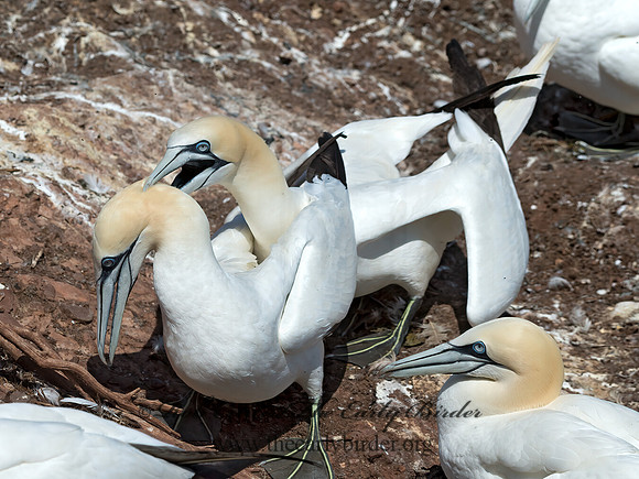 Morus bassanus  NORTHERN GANNET 9035060z