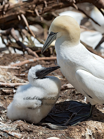 Morus bassanus  NORTHERN GANNET 9035066z