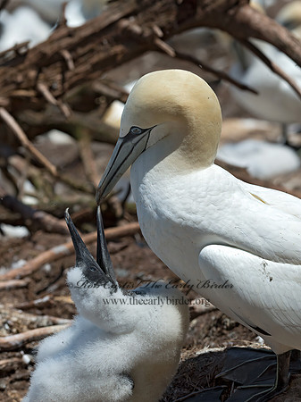 Morus bassanus  NORTHERN GANNET 9035083z