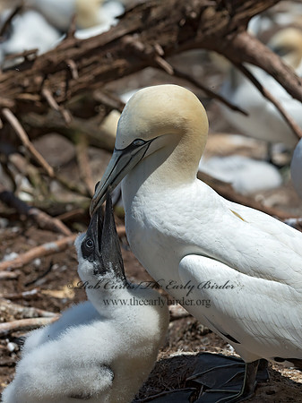 Morus bassanus  NORTHERN GANNET 9035075z