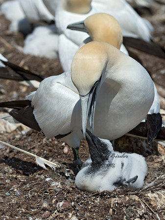 Morus bassanus  NORTHERN GANNET 9035095z