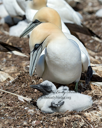 Morus bassanus  NORTHERN GANNET 9035109z