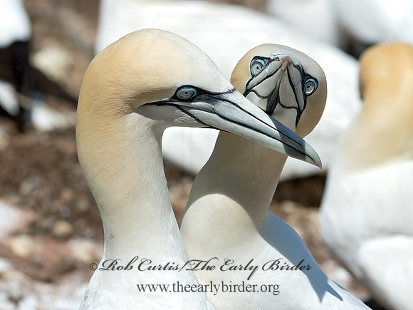 Morus bassanus  NORTHERN GANNET 9035164z