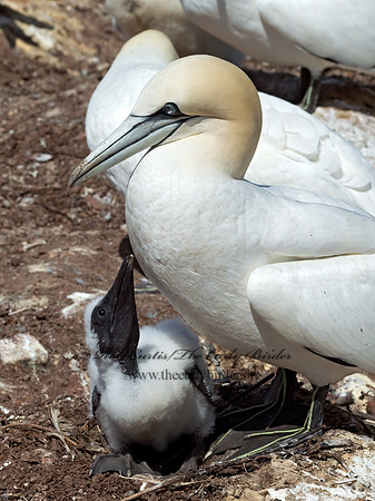 Morus bassanus  NORTHERN GANNET 9035137z