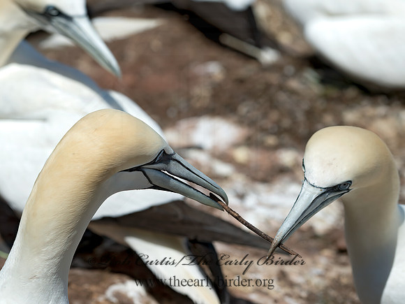 Morus bassanus  NORTHERN GANNET 9035158z