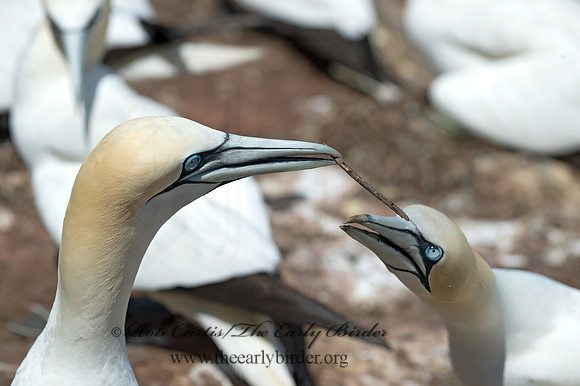Morus bassanus  NORTHERN GANNET 9035154z