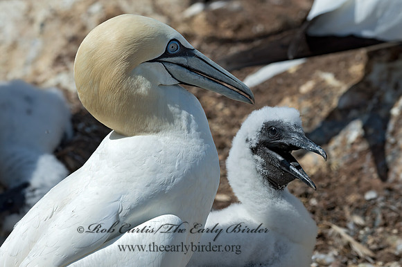 Morus bassanus  NORTHERN GANNET 9035126z