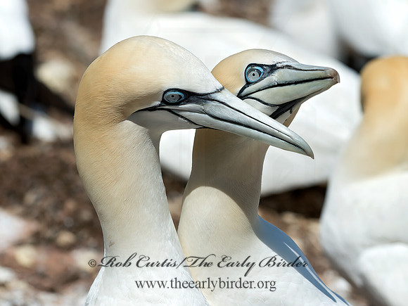 Morus bassanus  NORTHERN GANNET 9035165z