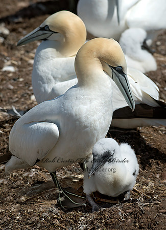 Morus bassanus  NORTHERN GANNET 9035204z
