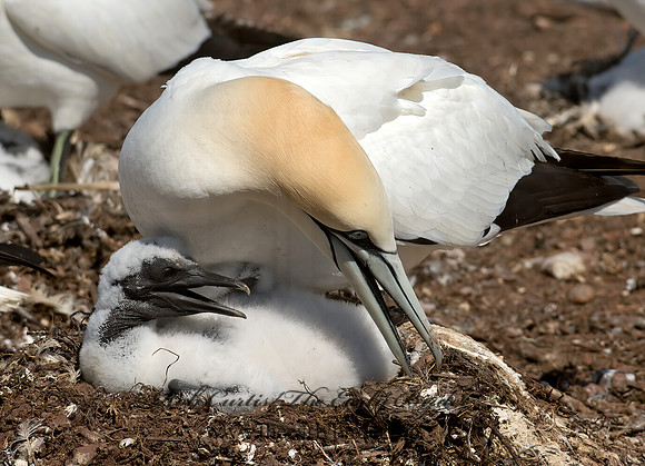 Morus bassanus  NORTHERN GANNET 9035218z