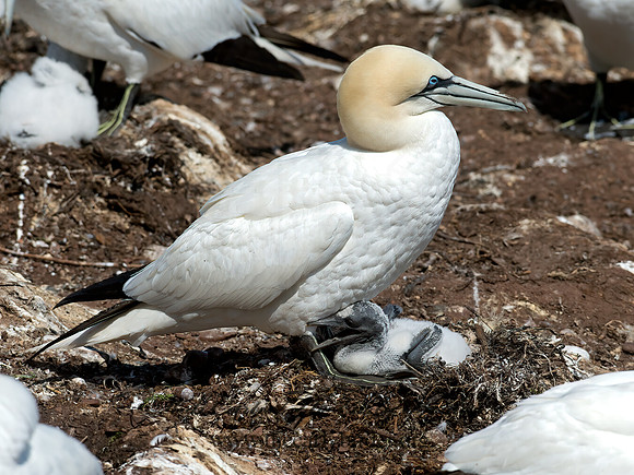 Morus bassanus  NORTHERN GANNET 9035223z