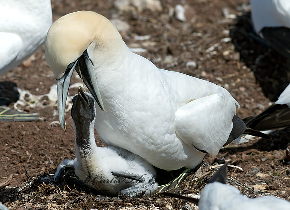 Morus bassanus  NORTHERN GANNET 9035229z
