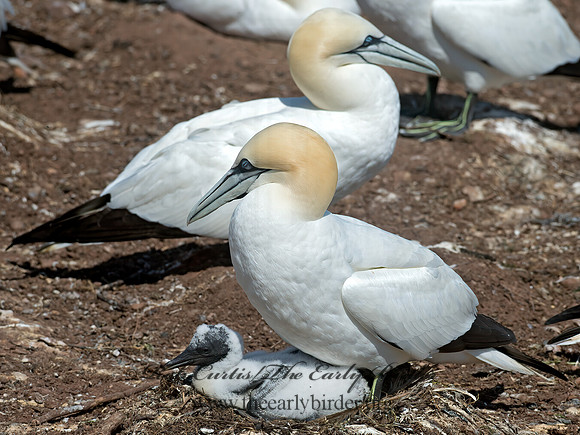 Morus bassanus  NORTHERN GANNET 9035239z