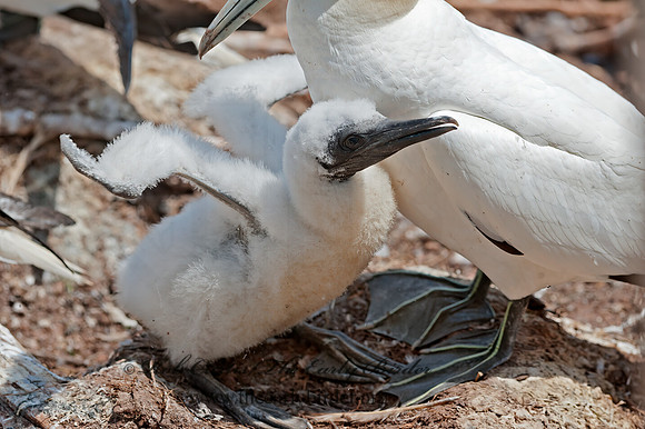 Morus bassanus  NORTHERN GANNET 8034755z