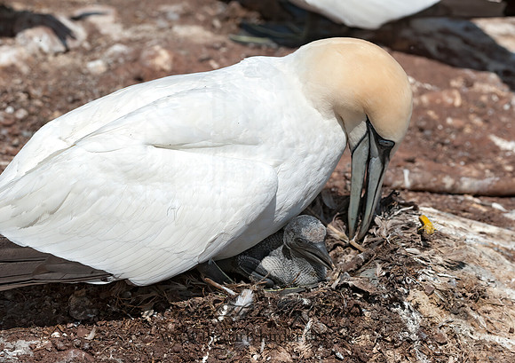 Morus bassanus  NORTHERN GANNET 8034780z