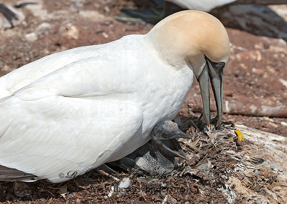 Morus bassanus  NORTHERN GANNET 8034782z