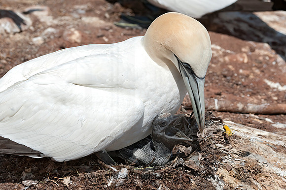 Morus bassanus  NORTHERN GANNET 8034784z