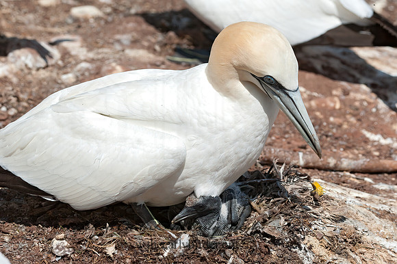 Morus bassanus  NORTHERN GANNET 8034786z