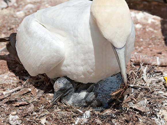 Morus bassanus  NORTHERN GANNET 8034787z