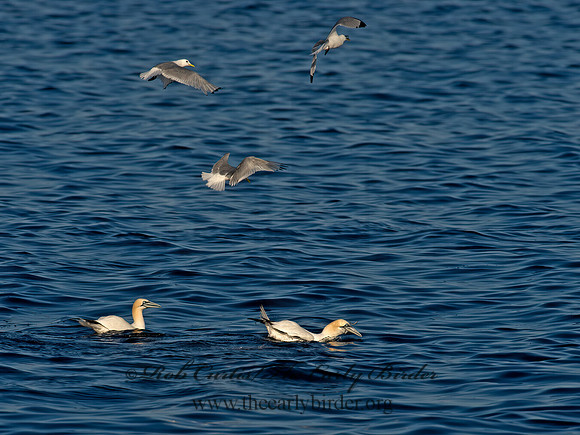 Morus bassanus  NORTHERN GANNET 9035528z
