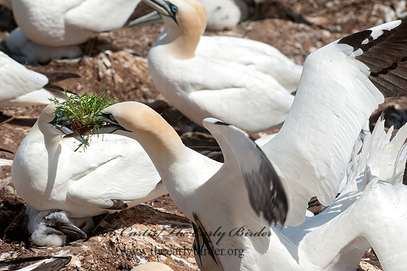 Morus bassanus  NORTHERN GANNET 8034793z