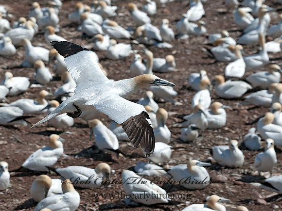 Morus bassanus  NORTHERN GANNET 8034796z