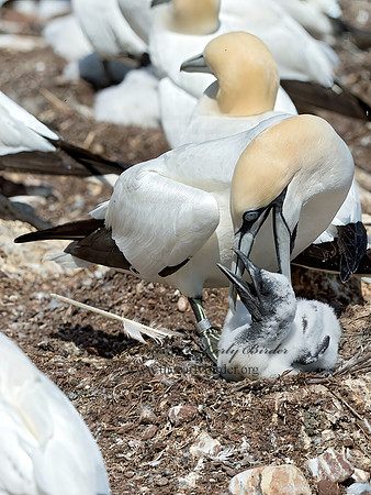 Morus bassanus  NORTHERN GANNET 9035105z