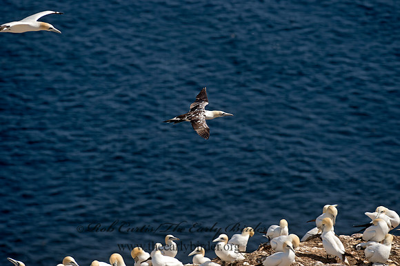Morus bassanus  NORTHERN GANNET 9035260z