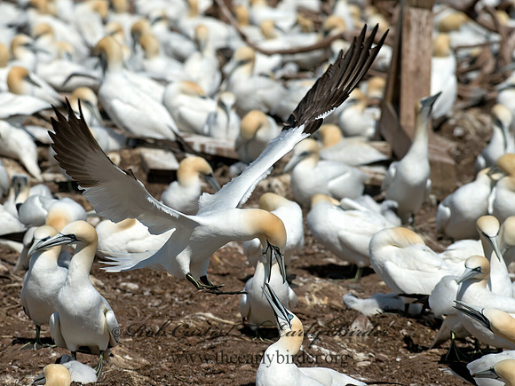 Morus bassanus  NORTHERN GANNET 9035201z
