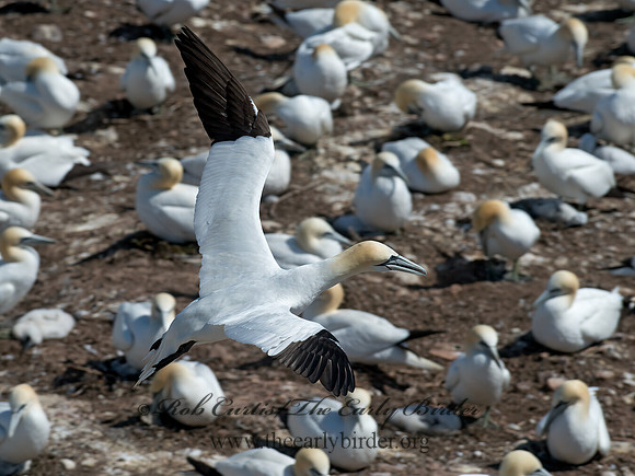 Morus bassanus  NORTHERN GANNET 9035251z