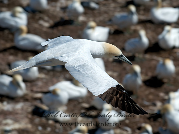 Morus bassanus  NORTHERN GANNET 9035254z