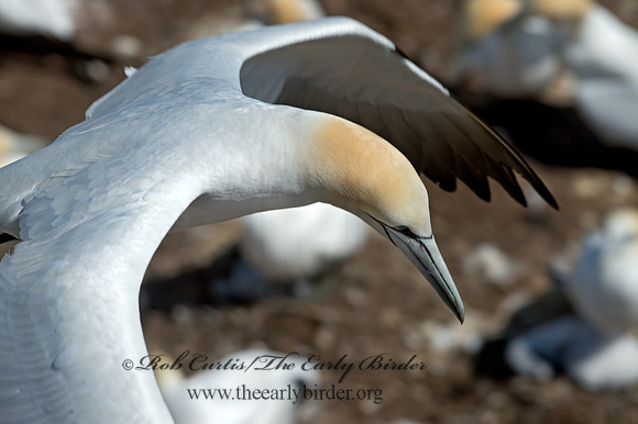 Morus bassanus  NORTHERN GANNET 9035255z