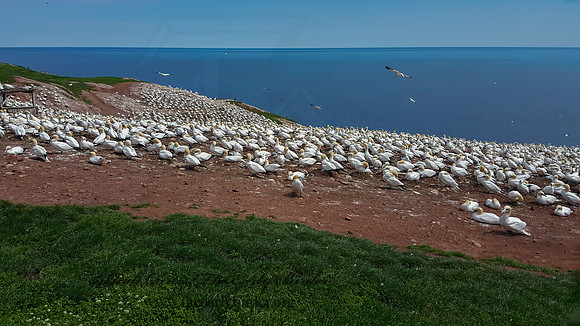 Morus bassanus  NORTHERN GANNET 2000124z