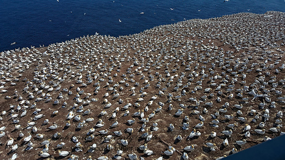 Morus bassanus  NORTHERN GANNET 2000130z