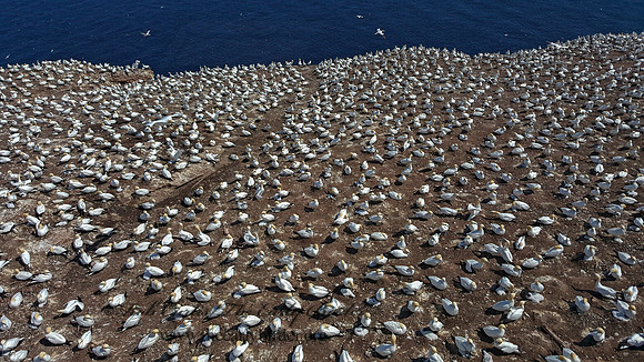 Morus bassanus  NORTHERN GANNET 2000127z