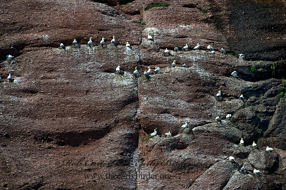 Morus bassanus  NORTHERN GANNET 9034740z