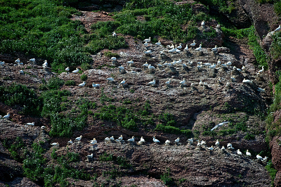Morus bassanus  NORTHERN GANNET 9034741z