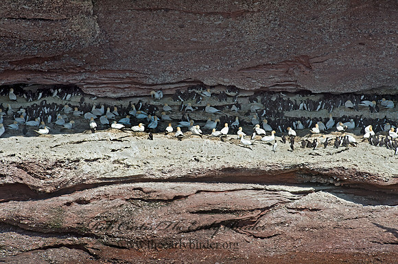 Morus bassanus  NORTHERN GANNET 9034767z